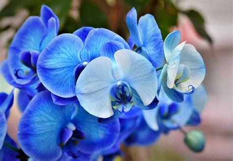  Orchids: The Ultimate Guide to Growing and Caring for These Exquisite Flowers