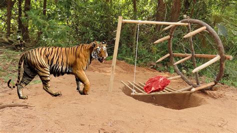  When You Trap a Tiger: Um Rugido de Autoconhecimento e Cura Através da Tradição Tailandesa